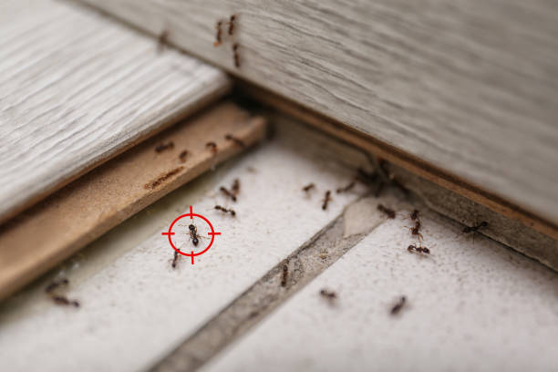 Best Affordable Pest Control Services  in Kronenwetter, WI