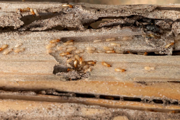 Best Wildlife Control Services  in Kronenwetter, WI